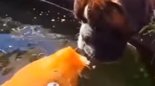 Un cagnolone Boxer gioca e fa amicizia con dei pesci giganti (VIDEO)
