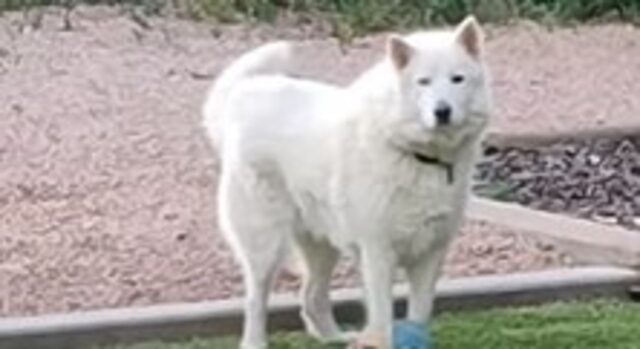 Cagnolone urla in giardino convinto di essere da solo in casa (VIDEO)