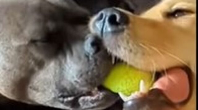 Cagnoloni non rinunciano alla loro pallina e se la contendono fino ad addormentarsi (VIDEO)