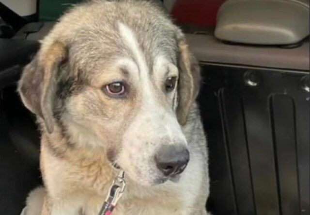 Calvizzano, trascorrono inesorabili i giorni senza Kikko, il cane è ancora disperso per le campagne