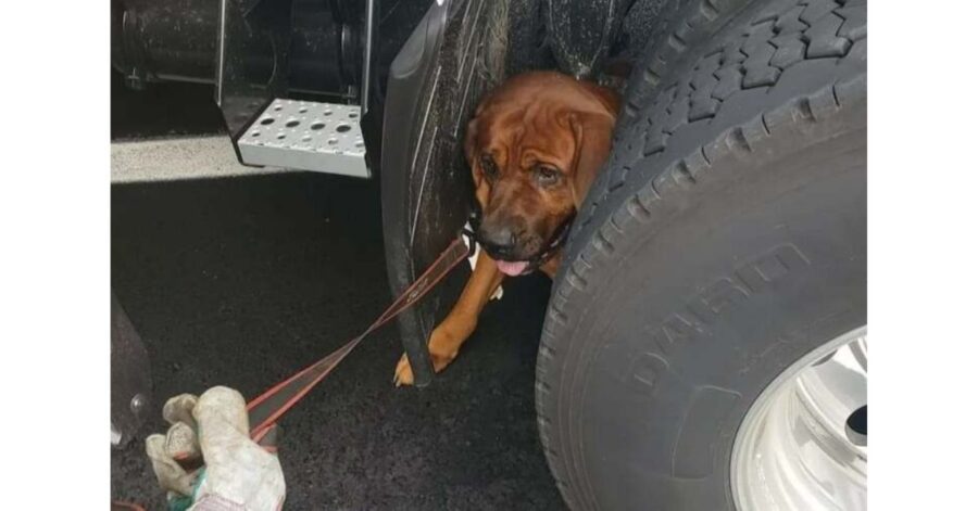Cane abbandonato e terrorizzato trova rifugio sotto un camion in autostrada
