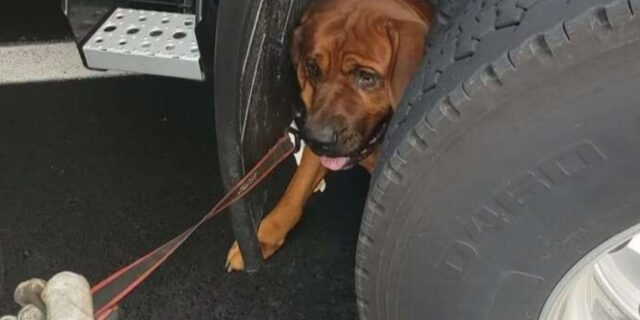 Cane abbandonato e terrorizzato trova rifugio sotto un camion in autostrada