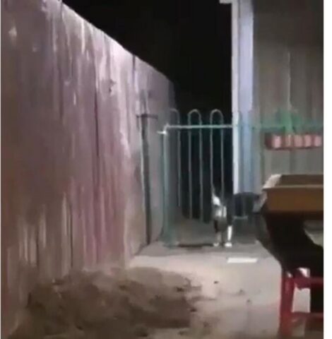 Cucciolo di cane insegna alla sua amica ad attraversare un cancello