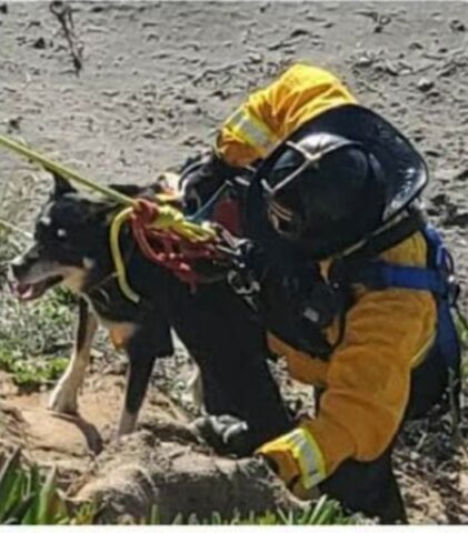 Cucciolo di cane precipita lungo un dirupo tempestivi i soccorsi