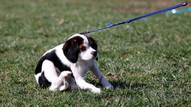 Cane preso a pugni da un uomo: la paura di una donna e un bambino