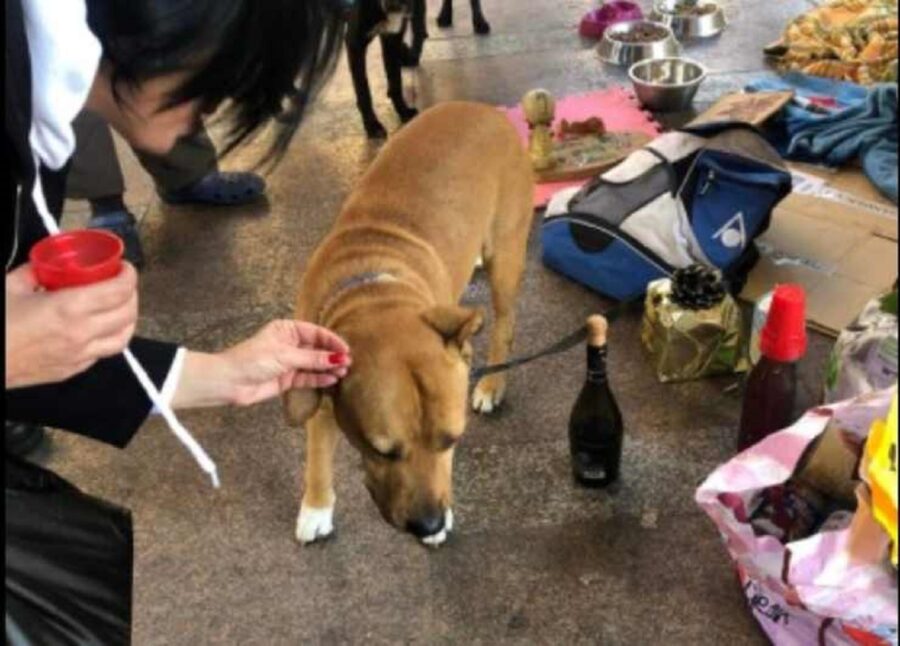 cane di un clochard legato a un palo