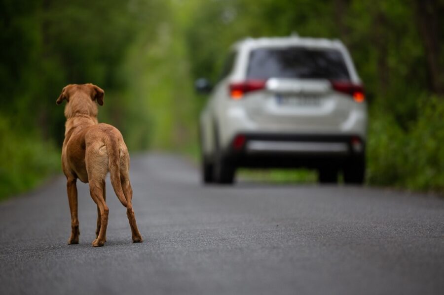 storia di un cane abbandonato