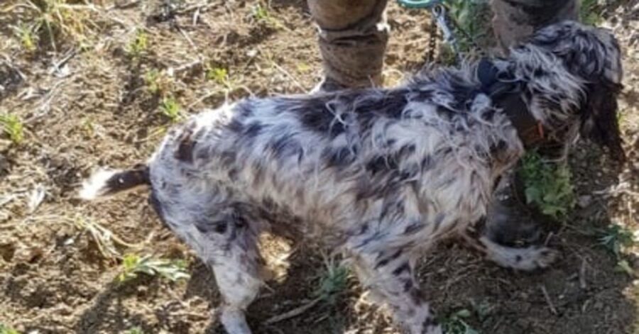 cane da caccia con pompiere che lo ha salvato