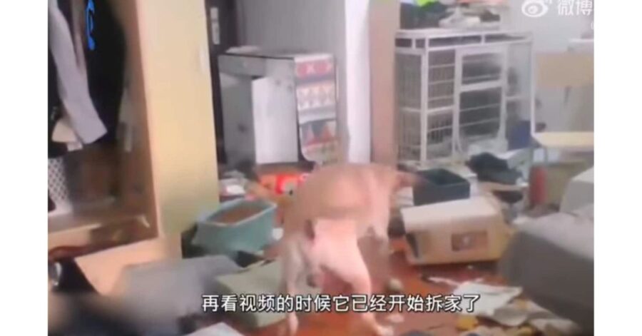 Cane labrador distrugge la casa mentre la sua umana era in quarantena altrove