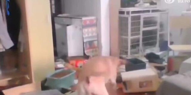 Cane labrador distrugge la casa mentre la sua umana è in quarantena altrove