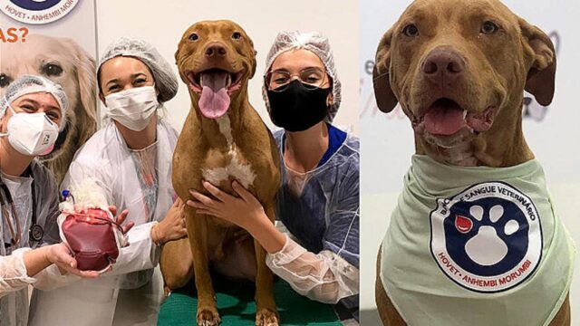 Conosci Sebastian, il pitbull donatore di sangue che salva ogni anno innumerevoli vite