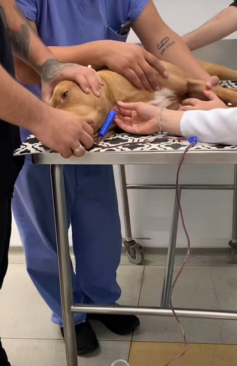 cane effettua donazione del sangue