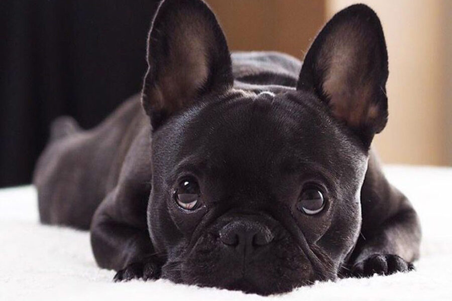 cucciolo di cane nero