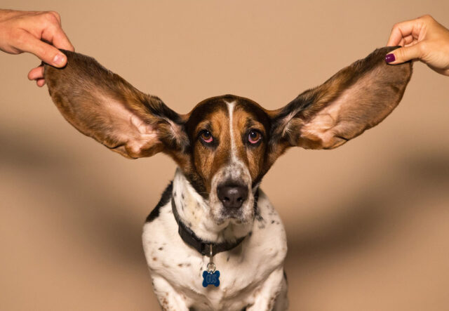 cane con le orecchie verso l'alto