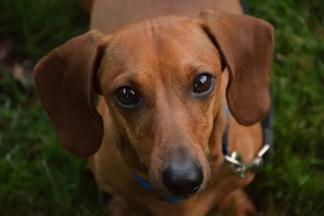 Sassari: un cagnolino incastrato nella roccia viene salvato dai pompieri