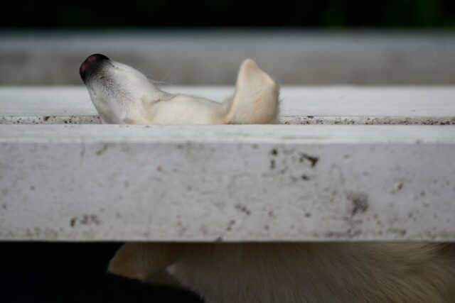 I pompieri salvano un cane incastrato fra le sbarre di un balcone al terzo piano