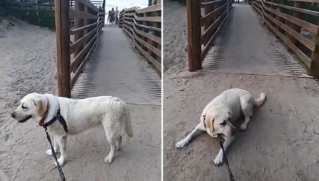 Cagnolina diventa triste quando il suo padrone vuole portarla via dalla spiaggia