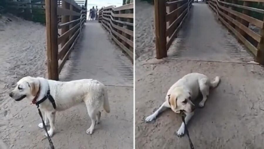 cane amante dell'acqua