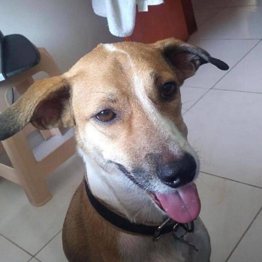 cane si perde durante un cambio in aeroporto