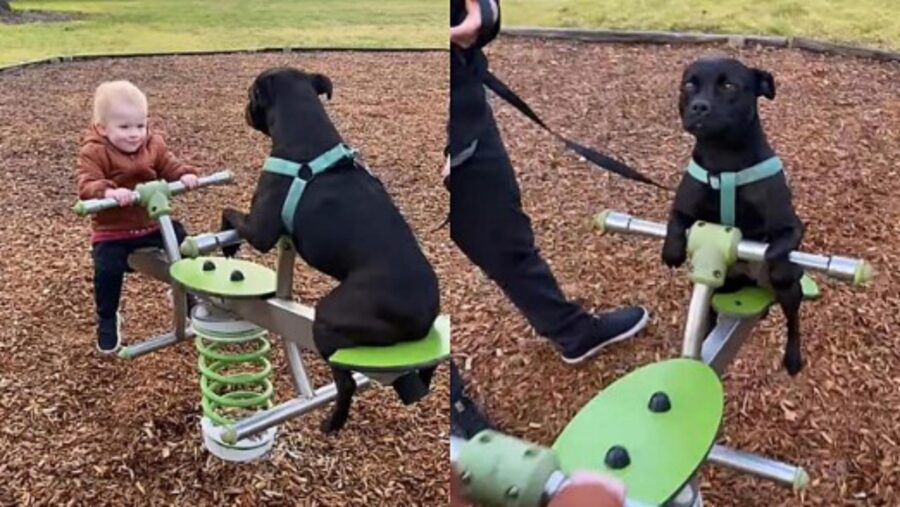 cane gioca sull'altalena con un bambino