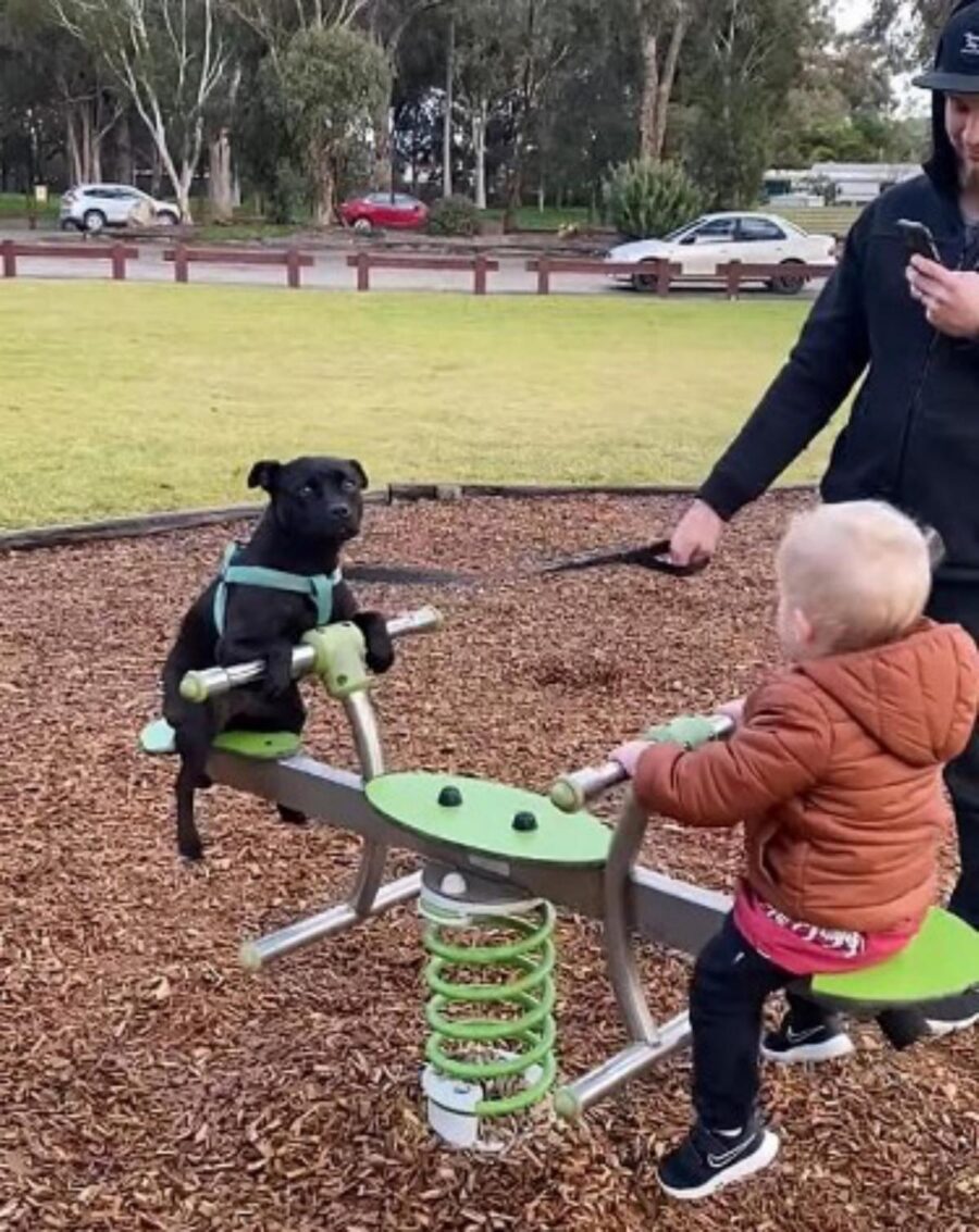 cane gioca sull'altalena con un bambino