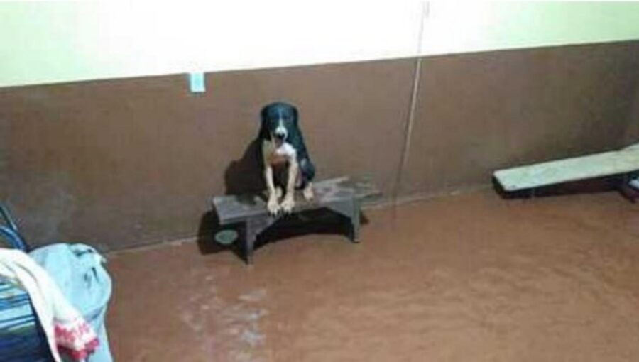 cane sale sulla panchina per non bagnarsi