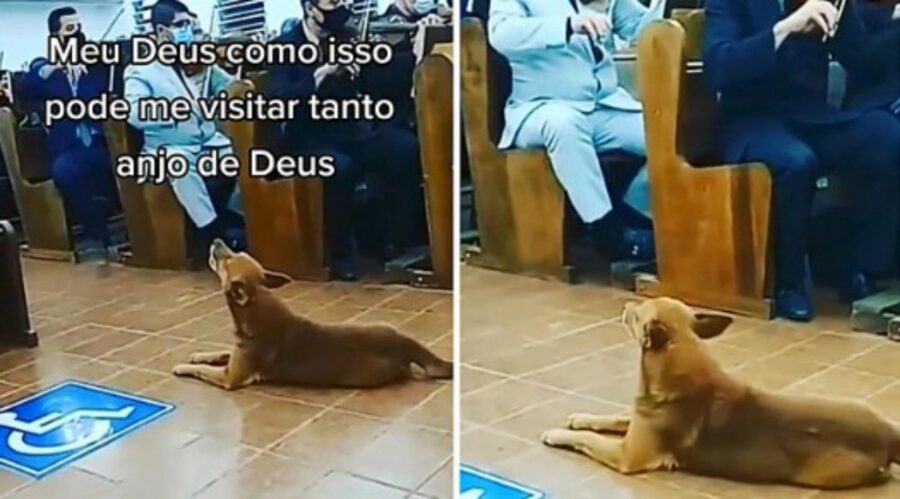 cane ulula in chiesa