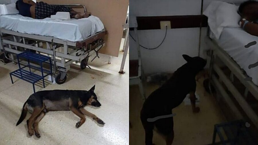 Cane sorveglia il proprio padrone in ospedale