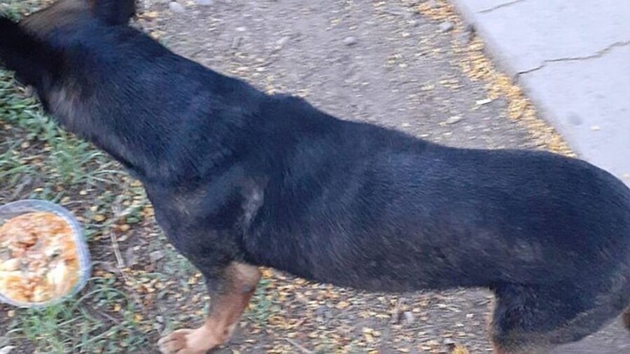 cane sorveglia il padrone in ospedale