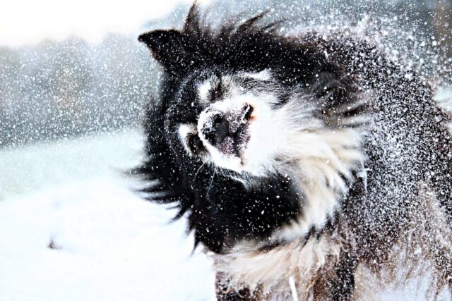 Cucciolo di cane salva bimba da una tempesta di neve: la storia