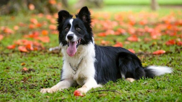 La storia a lieto fine di 29 cani salvati da un crudele accaparratore