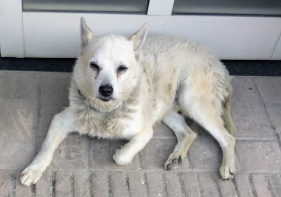 cane anziano meticcio occhi sporchi 