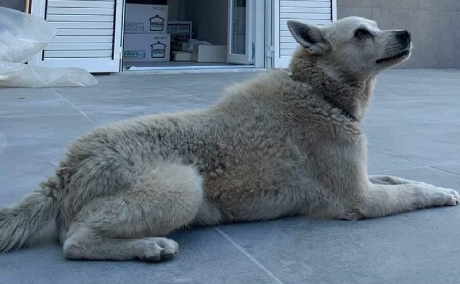 cane pelo arruffato e riccio 