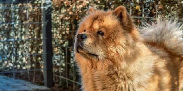 Lasciano un Chow-Chow sul balcone per giorni: il cane muore di freddo nel pratese