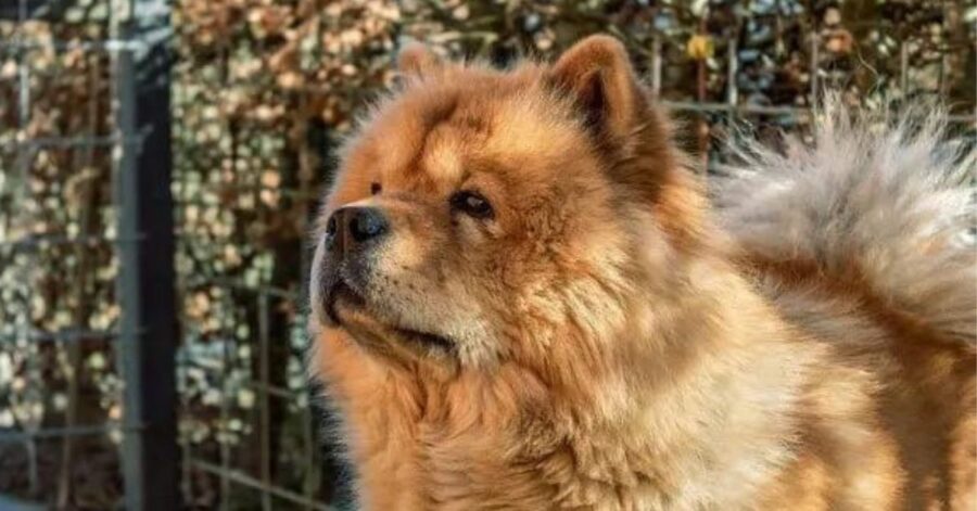 Lasciano un Chow-Chow sul balcone per giorni: muore di freddo