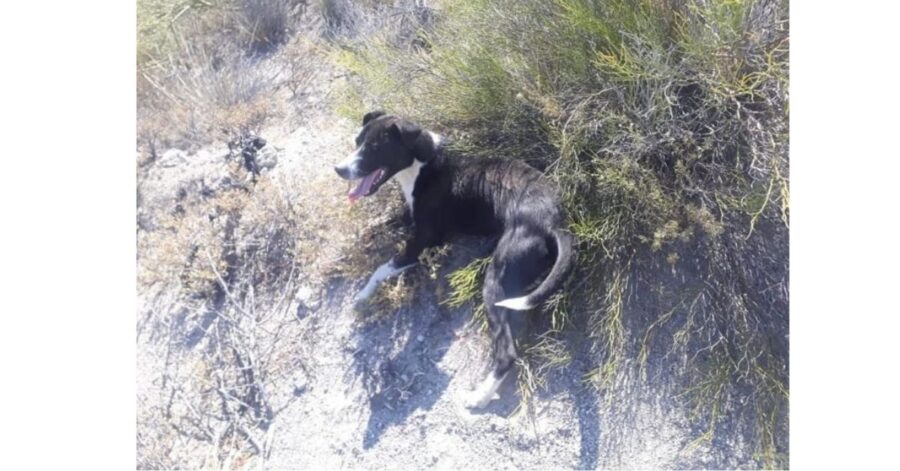 tre ciclisti salvano un cane 