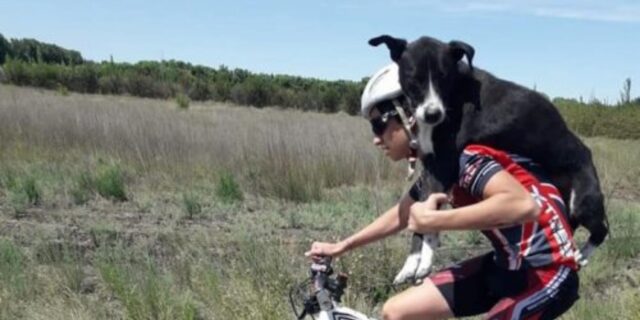 Tre ciclisti trovano un cane abbandonato per strada e lo portano sulle spalle al rifugio più vicino