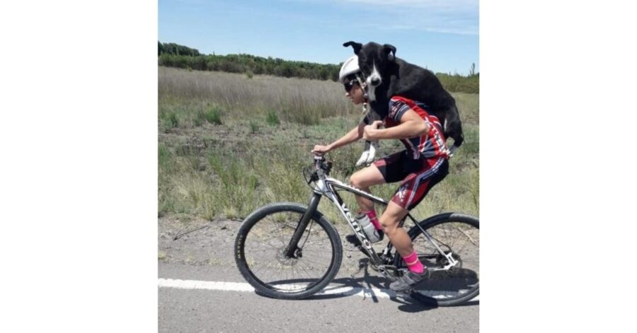 tre ciclisti salvano un cane 