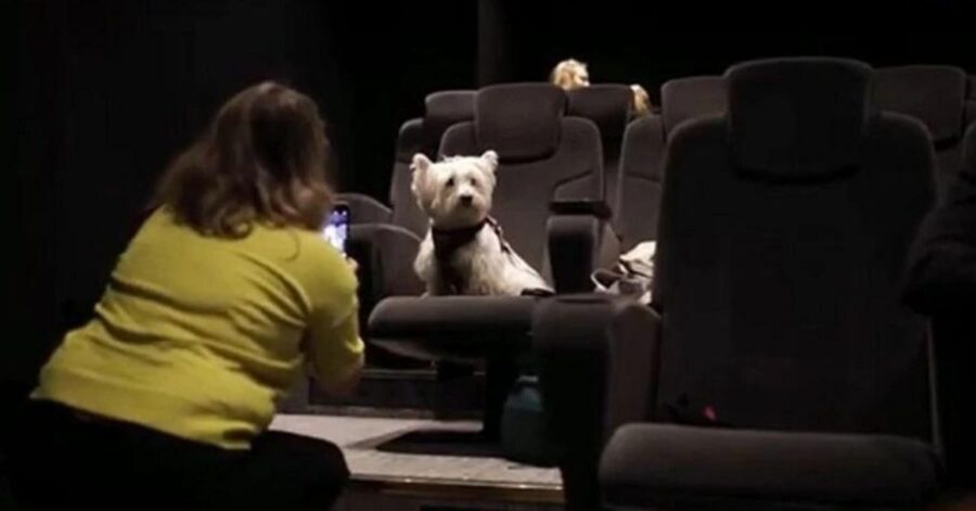 primo cinema "dog-friendly"