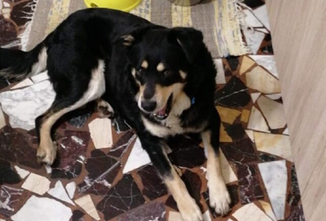 Cogorno, si è perso all’improvviso un meticcio di nome Kiko, l’appello della famiglia per salvare il cane