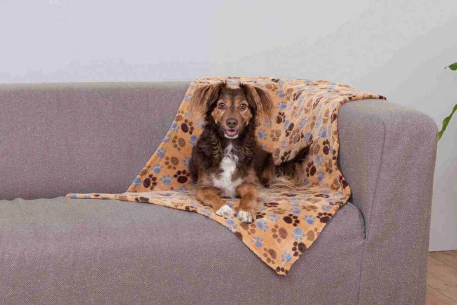 cane vecchio con coperta