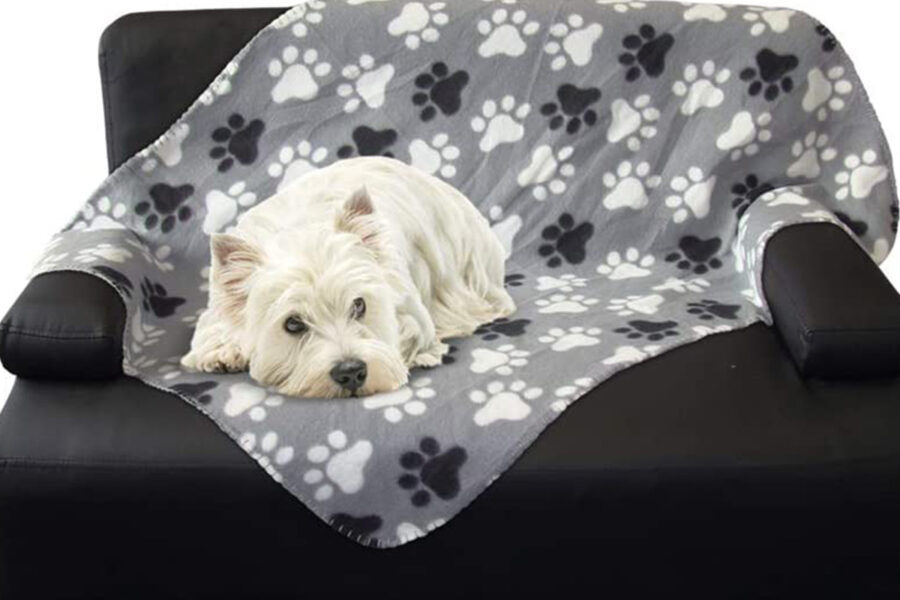 cane accucciato sulla sua coperta
