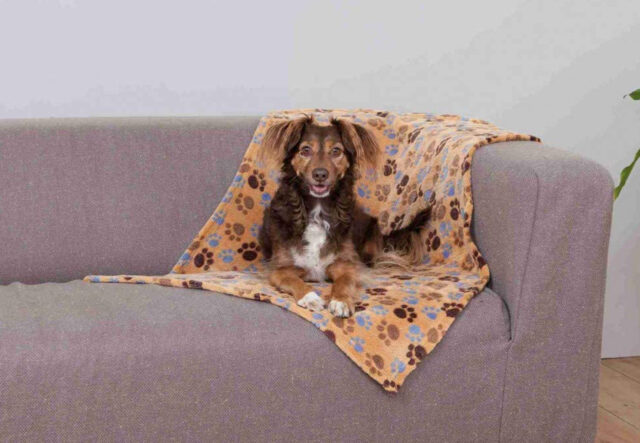 cane sul divano e con la coperta