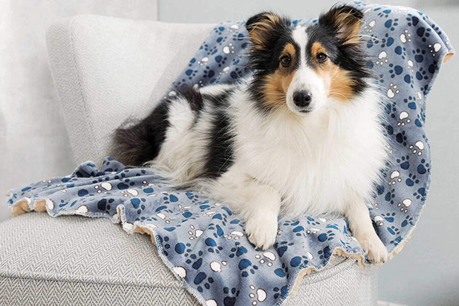 cane collie con coperta