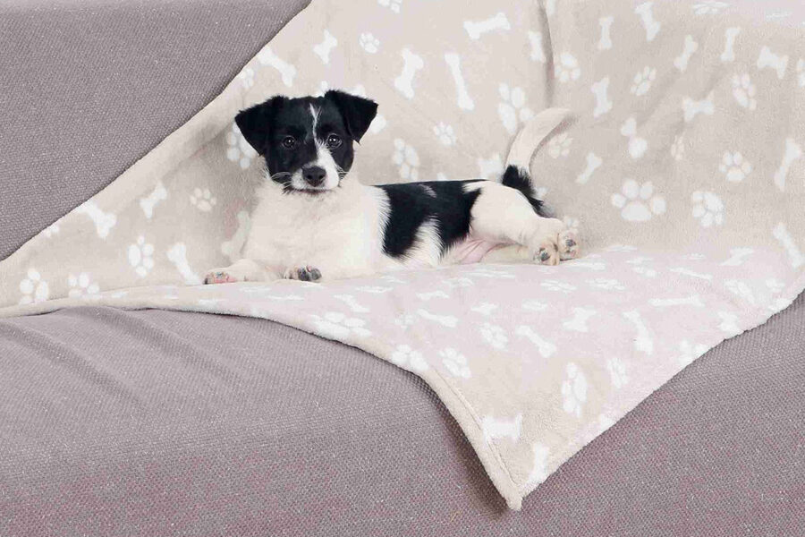 cagnolino bianco e nero su coperta beige