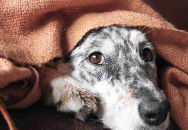 cane anziano sotto le coperte