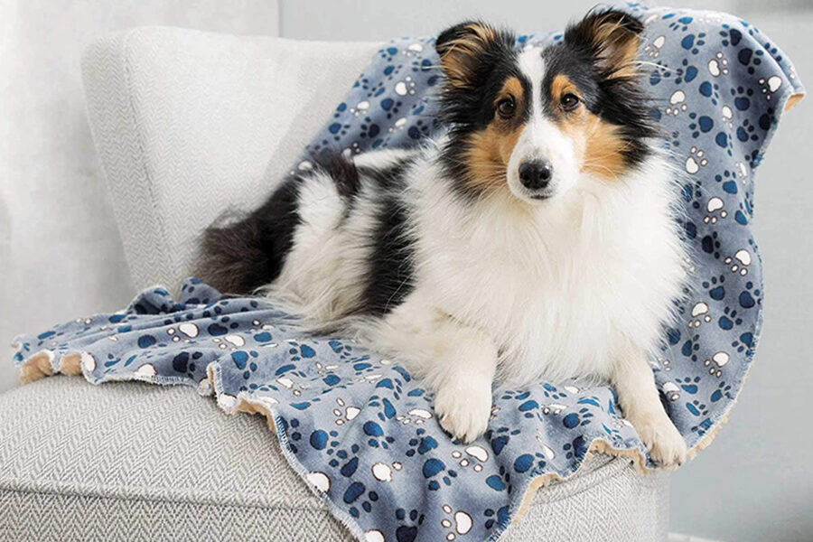 cane con la sua coperta preferita