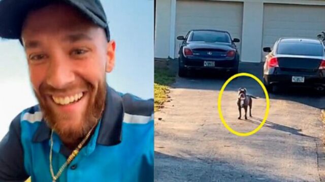 Il corriere si spaventa alla vista del pitbull nel cortile, ma il cane ha una sorpresa per lui