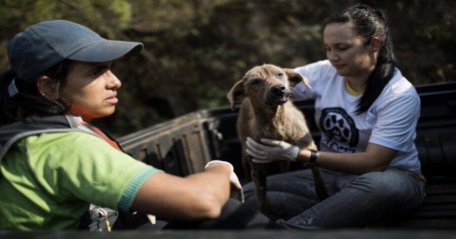 volontarie con cane salvato