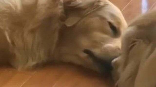 Cucciola Golden Retriever fa un brutto sogno e il fratello la conforta (VIDEO)